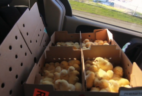 Food Insecurity in Northern Manitoba