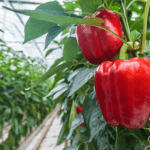 greenhouse