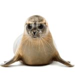 country food - seal