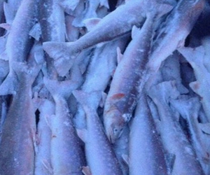 UPDATE: Feeding Nunavut Harvester Support Program